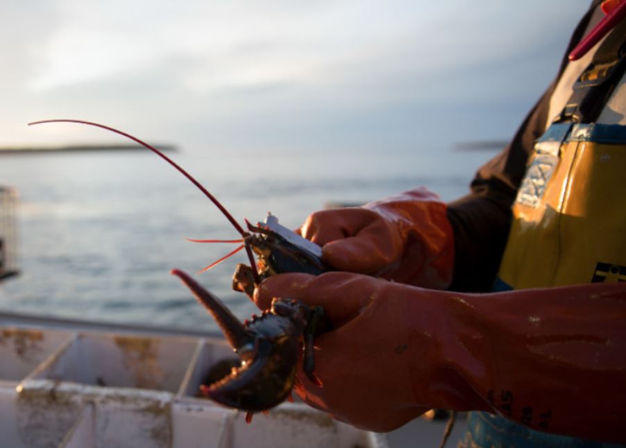 The Maine Lobster Science Study May Help Conservation Management in Other Parts of the Country
